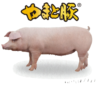 ブランド豚 日本の豚やまと豚について やまと豚のフリーデン
