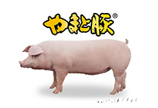 日本の豚 やまと豚