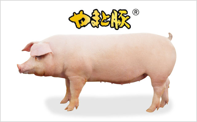 日本の豚「やまと豚」販売開始