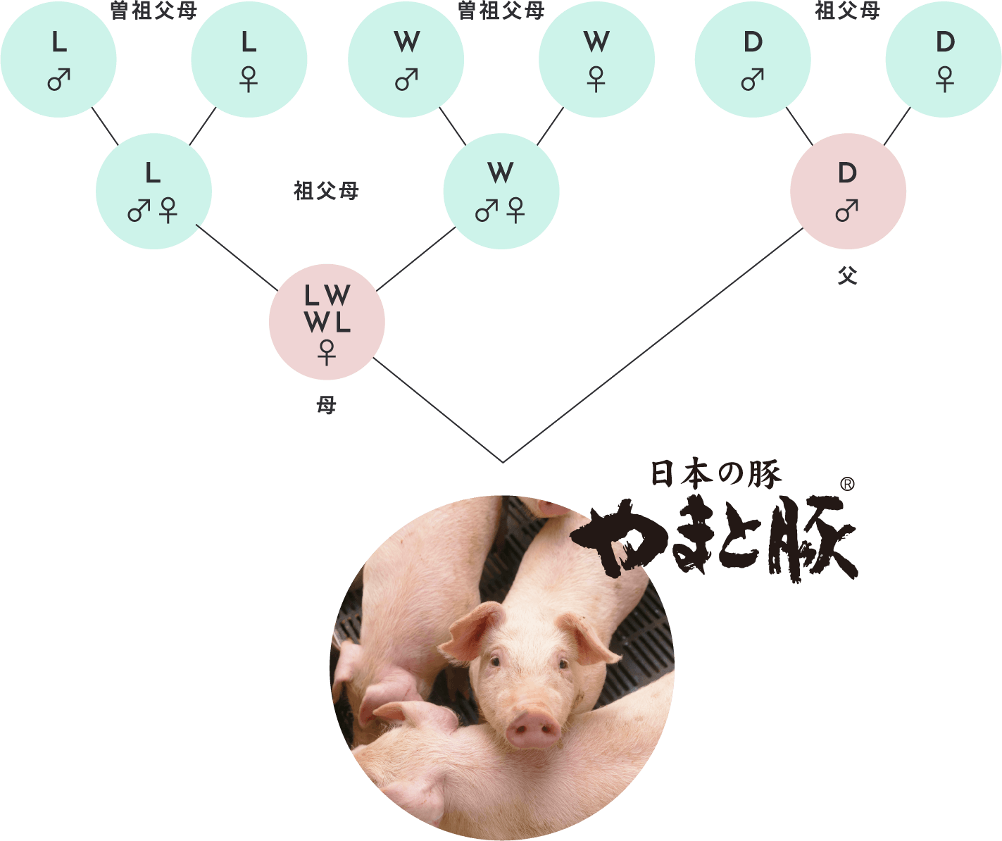 三元静止交配の生産ピラミッド