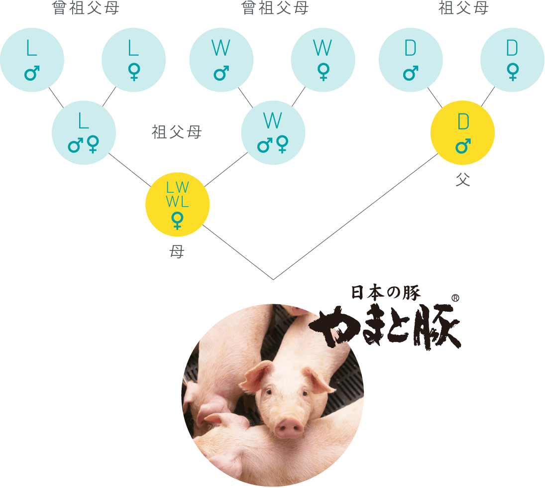 三元静止交配の生産ピラミッド